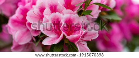 Banner beautiful pink azalea. Close-up Ð¾f pink rhododendron flowers. Azalea bush in bloom.