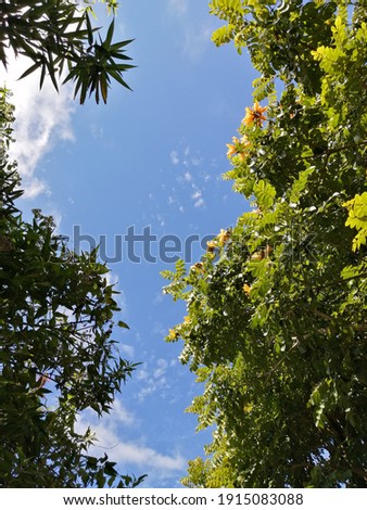 Pine tree forest canopy on sunny day with blue sky background or hutan pinus langit biru