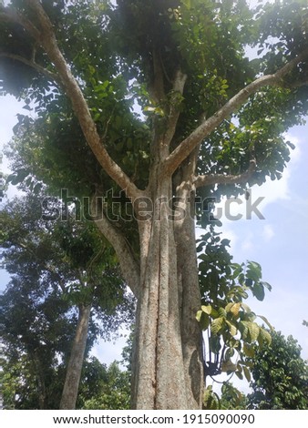 duku's tree in the village 