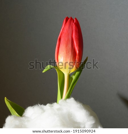 the very nice colorful tulip on a clouds