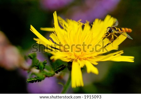 Syrphe (Syrphus ribesil) - Not a bee (4 wings), but a Syrphe (2 wings) on a yellow flower...