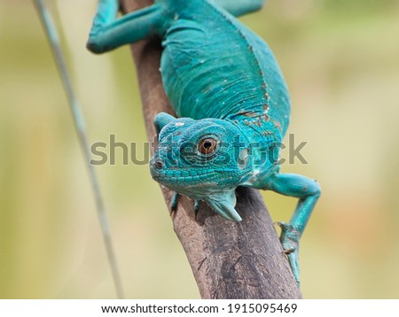 The blue iguana is an animal that is usually friendly and friendly to humans