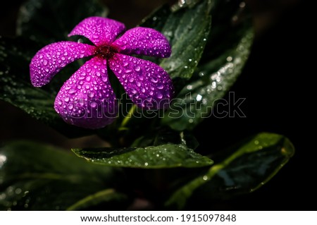 water drops on pink flower dark photography free stock photos