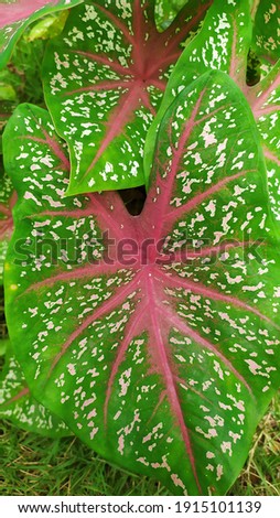 pictures of caladium or caladium plants, ornamental plants that are currently popular in Indonesia