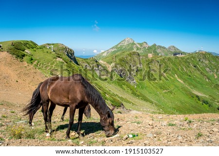 Summer landscapes of the Caucasus mountains in Rosa Khutor, Russia, Sochi, Krasnaya Polyana. Peak 2320m. Two black horses graze in a mountain meadow