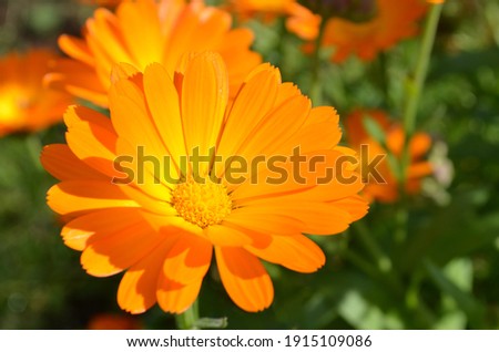 Beautiful bright orange calendula flower in the bright sun, sunny flower, medicinal plants, orange petals, floral background, herbal, macro