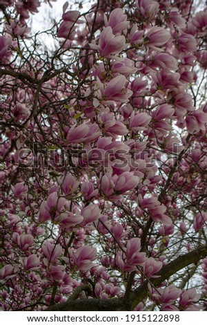 Magnolia soulangeana also called saucer magnolia flowering springtime tree with beautiful pink white flowers on branches in bloom, ornamental plant