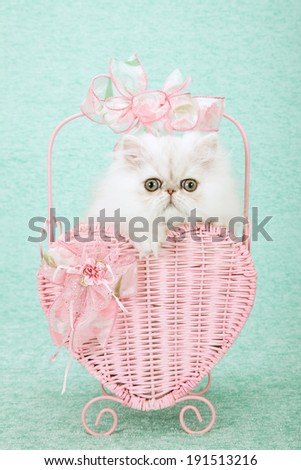 Silver Chinchilla kitten sitting inside pink heart shaped basket decorated with pink bows on light green background 