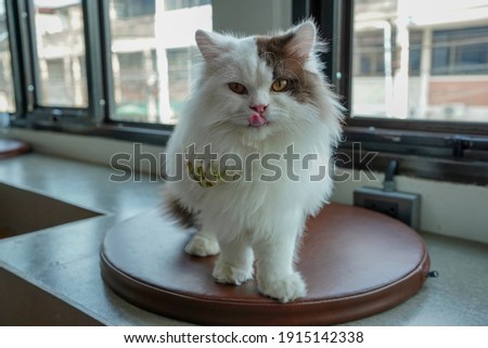 White persian cat is looking                           