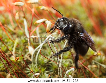 Macro of European carpenter bee (Xylocopa violacea) en face low angle view on moss 