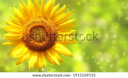 SUNFLOWER, Sunflower Background Picture, Yellow Flower photo with shine