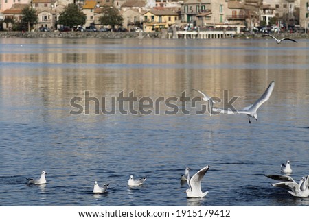 birds flying and swimming on lake 