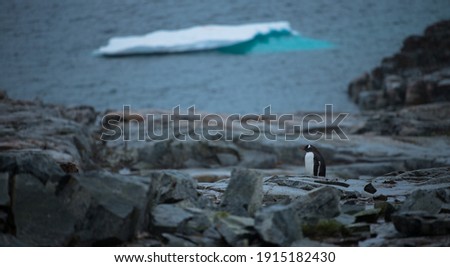 penguin meditating in overcast antarctica