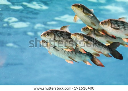 group of tiger fish Royalty-Free Stock Photo #191518400