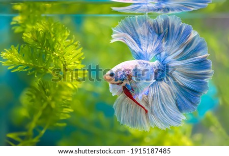 Multi color Siamese fighting fish(Rosetail)(halfmoon),fighting fish,Betta splendens,on nature background with clipping path