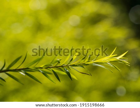 Beautiful nature in green color  
background suitable for graphic use about conservation of the world or nature.