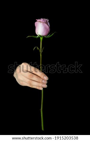 Vertical image of a woman's hand holding a rose by the stem on a black isolated background