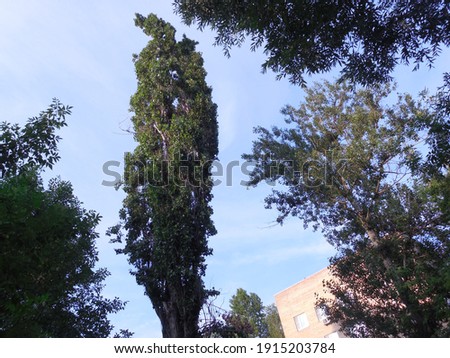 Balsamic poplar (Populus balsamifera) one year after radical crown pruning (crowning). Royalty-Free Stock Photo #1915203784