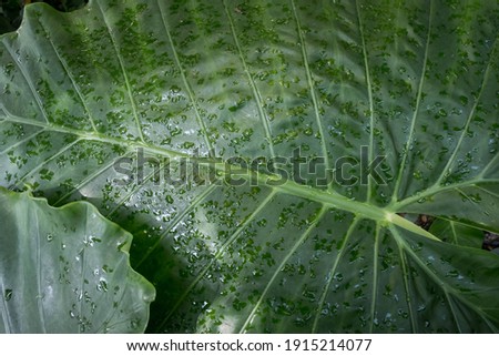 Green leaf texture. Leaf texture background. tropical leaves, abstract green leaves texture, nature background.