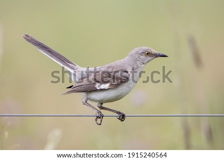 A mockingbird sitting on a wire of a fence.
