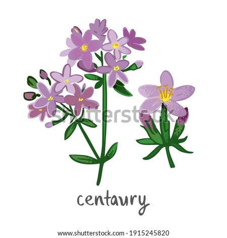 Centaury plant with flowers, leaves isolated on white. Field summer flower for alternative treatment, traditional medicine, home decor. Plant element for a bouquet of wild herbs. Vector illustration