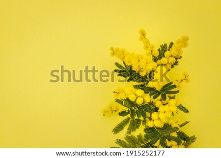 Yellow mimosa flowers, copy space. Holiday spring card with  gold mimosa blossom. Valentine Day Card. Acacia dealbata golden blooms