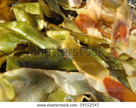 seaweed detail