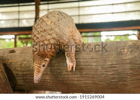 Java Pangolin climbs a wooden log.. Manis javanica on wood construction. It was smuggled in Asia. Because it is popularly consumed and its scales are an ingredient in Chinese medicine. Wildlife crime Royalty-Free Stock Photo #1915269004