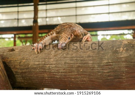 Java Pangolin climbs a wooden log.. Manis javanica on wood construction. It was smuggled in Asia. Because it is popularly consumed and its scales are an ingredient in Chinese medicine. Wildlife crime Royalty-Free Stock Photo #1915269106