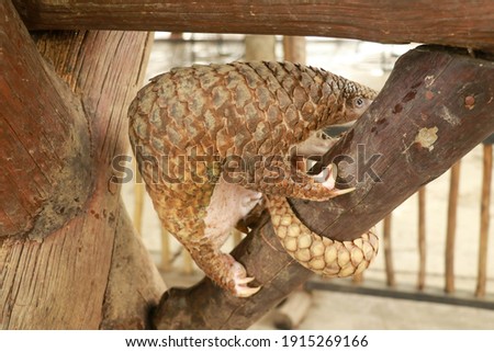 Side view of a Trenggiling walking on the wood. Manis javanica walking in the wild. Pangolins, sometimes known as scaly anteaters. Manis pentadactyla Royalty-Free Stock Photo #1915269166