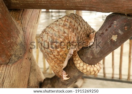 Side view of a Trenggiling walking on the wood. Manis javanica walking in the wild. Pangolins, sometimes known as scaly anteaters. Manis pentadactyla Royalty-Free Stock Photo #1915269250