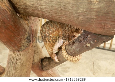 Side view of a Trenggiling walking on the wood. Manis javanica walking in the wild. Pangolins, sometimes known as scaly anteaters. Manis pentadactyla Royalty-Free Stock Photo #1915269289