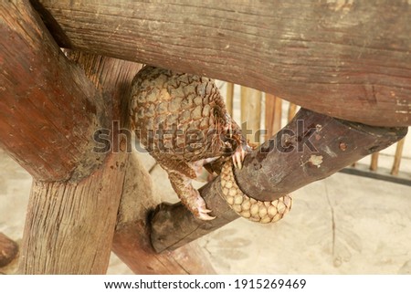 Java Pangolin climbs a wooden log.. Manis javanica on wood construction. It was smuggled in Asia. Because it is popularly consumed and its scales are an ingredient in Chinese medicine. Wildlife crime Royalty-Free Stock Photo #1915269469