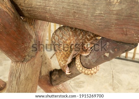 Java Pangolin climbs a wooden log.. Manis javanica on wood construction. It was smuggled in Asia. Because it is popularly consumed and its scales are an ingredient in Chinese medicine. Wildlife crime Royalty-Free Stock Photo #1915269700