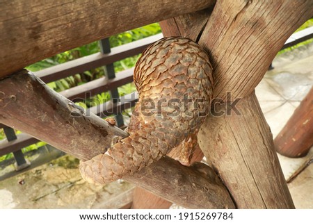 Java Pangolin climbs a wooden log.. Manis javanica on wood construction. It was smuggled in Asia. Because it is popularly consumed and its scales are an ingredient in Chinese medicine. Wildlife crime Royalty-Free Stock Photo #1915269784