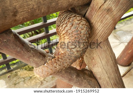 Java Pangolin climbs a wooden log.. Manis javanica on wood construction. It was smuggled in Asia. Because it is popularly consumed and its scales are an ingredient in Chinese medicine. Wildlife crime Royalty-Free Stock Photo #1915269952