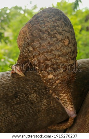 Java Pangolin climbs a wooden log.. Manis javanica on wood construction. It was smuggled in Asia. Because it is popularly consumed and its scales are an ingredient in Chinese medicine. Wildlife crime Royalty-Free Stock Photo #1915270207