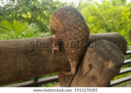 Java Pangolin climbs a wooden log.. Manis javanica on wood construction. It was smuggled in Asia. Because it is popularly consumed and its scales are an ingredient in Chinese medicine. Wildlife crime Royalty-Free Stock Photo #1915270285