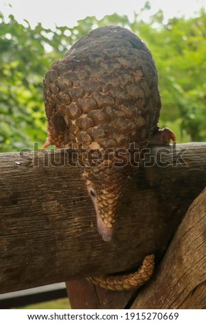 trenggiling climbs over wooden construction. Pangolin Manis javanica hanging on the tail on the wood Royalty-Free Stock Photo #1915270669