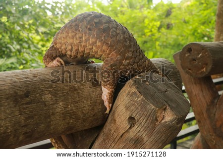 Side view of a Trenggiling walking on the wood. Manis javanica walking in the wild. Pangolins, sometimes known as scaly anteaters. Manis pentadactyla Royalty-Free Stock Photo #1915271128