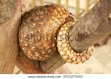 trenggiling is sleeping over on wooden construction. Pangolin Manis javanica hanging on the tail on the wood Royalty-Free Stock Photo #1915271455