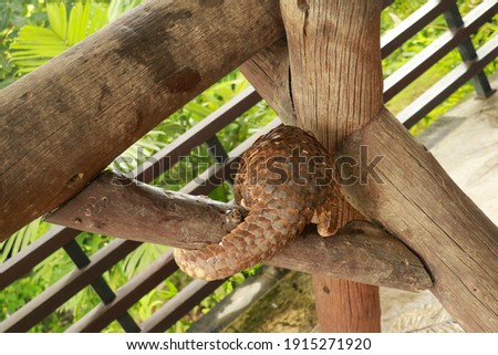 trenggiling climbs over wooden construction. Pangolin Manis javanica hanging on the tail on the wood Royalty-Free Stock Photo #1915271920