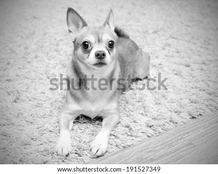 Chihuahua hua dog sits on the carpet indoors,  black and white picture