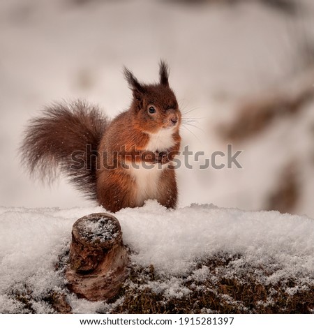 Red squirrel in the snow, Sciurus vulgaris, taken in England, the English forest countryside 