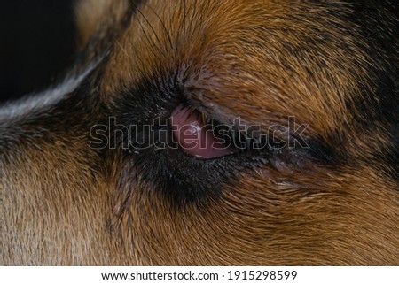 beagle puppy mix with cherry eye before surgery