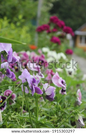 flowers in blossom in the garden and forest