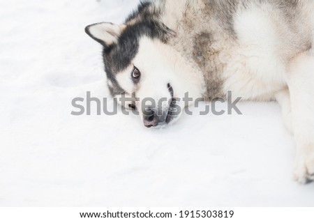 Young funny alaskan malamute dog lying in snow. winter . 