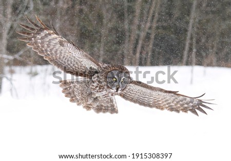 Great grey owl in flight on a snowy winter day in Canada