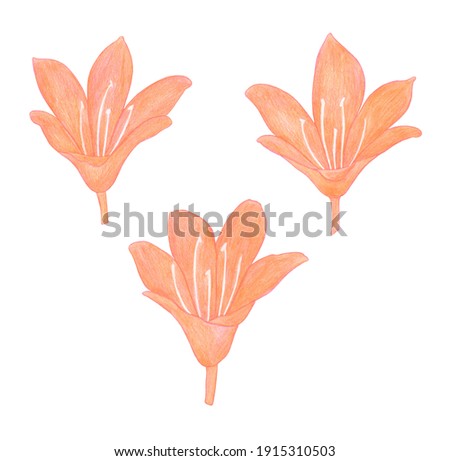 Colored pencils drawing Set Orange Lily flowers