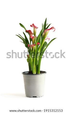 Beautiful potted pink Calla Lilies, Zantedeschia aethiopica; with clipping path isolated over a white background with light shadow. 